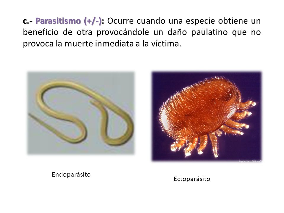 c.- Parasitismo (+/-): Ocurre cuando una especie obtiene un beneficio de otra provocándole un daño paulatino que no provoca la muerte inmediata a la víctima.