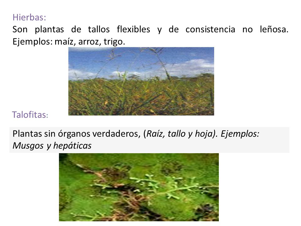 Hierbas: Son plantas de tallos flexibles y de consistencia no leñosa. Ejemplos: maíz, arroz, trigo.