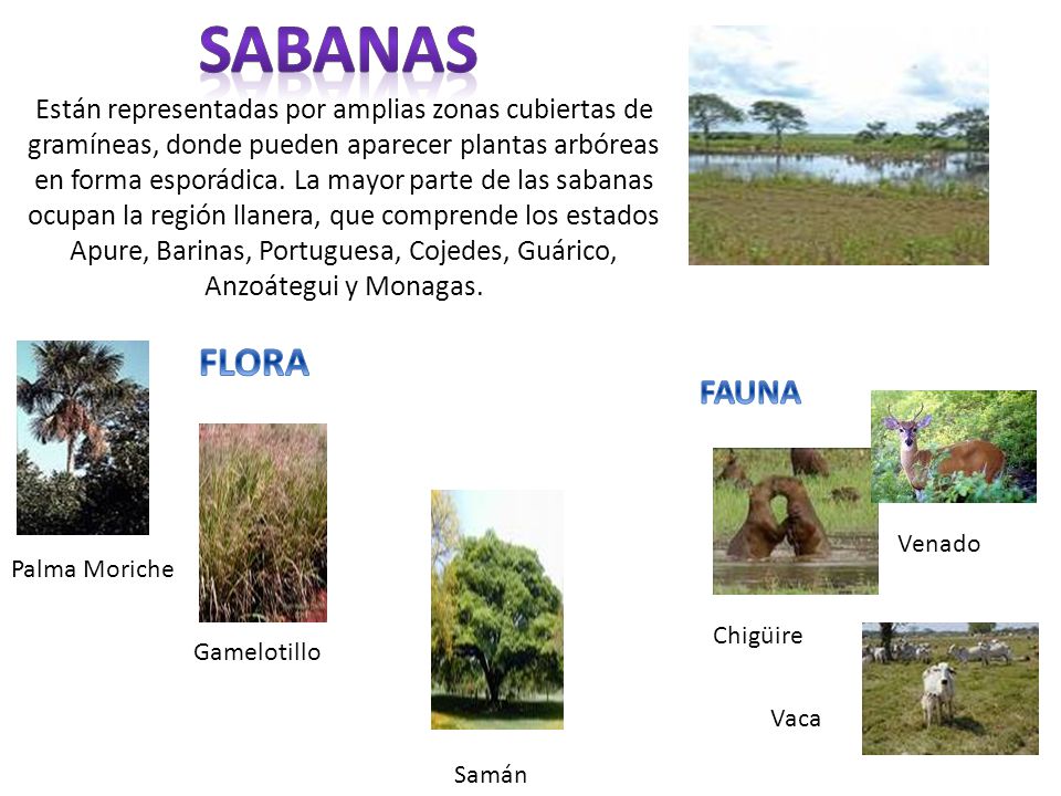 Están representadas por amplias zonas cubiertas de gramíneas, donde pueden aparecer plantas arbóreas en forma esporádica. La mayor parte de las sabanas ocupan la región llanera, que comprende los estados Apure, Barinas, Portuguesa, Cojedes, Guárico, Anzoátegui y Monagas.
