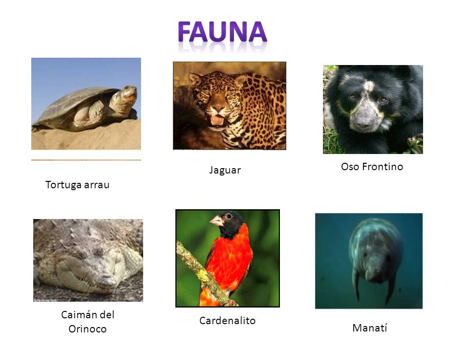 FAUNA Oso Frontino Jaguar Tortuga arrau Caimán del Orinoco Cardenalito