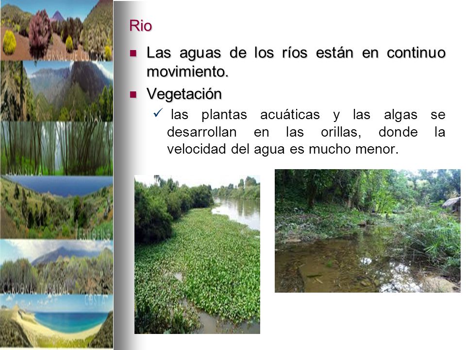 Las aguas de los ríos están en continuo movimiento. Vegetación