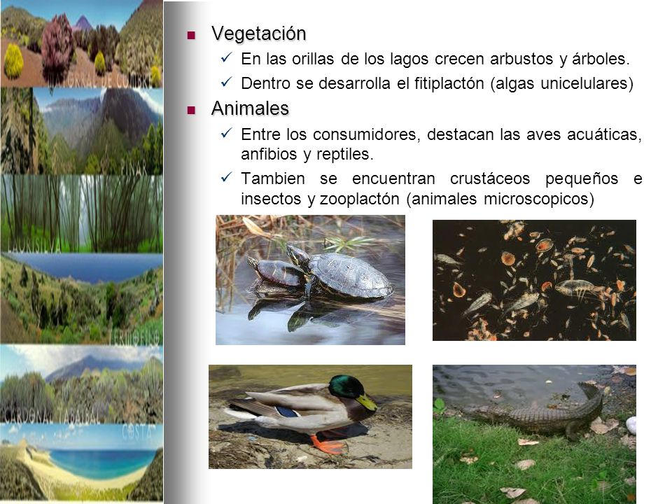 Vegetación En las orillas de los lagos crecen arbustos y árboles. Dentro se desarrolla el fitiplactón (algas unicelulares)