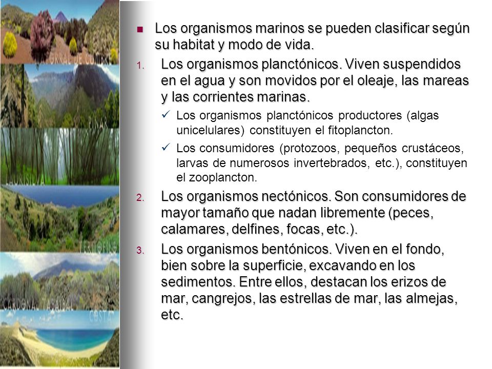 Los organismos marinos se pueden clasificar según su habitat y modo de vida.