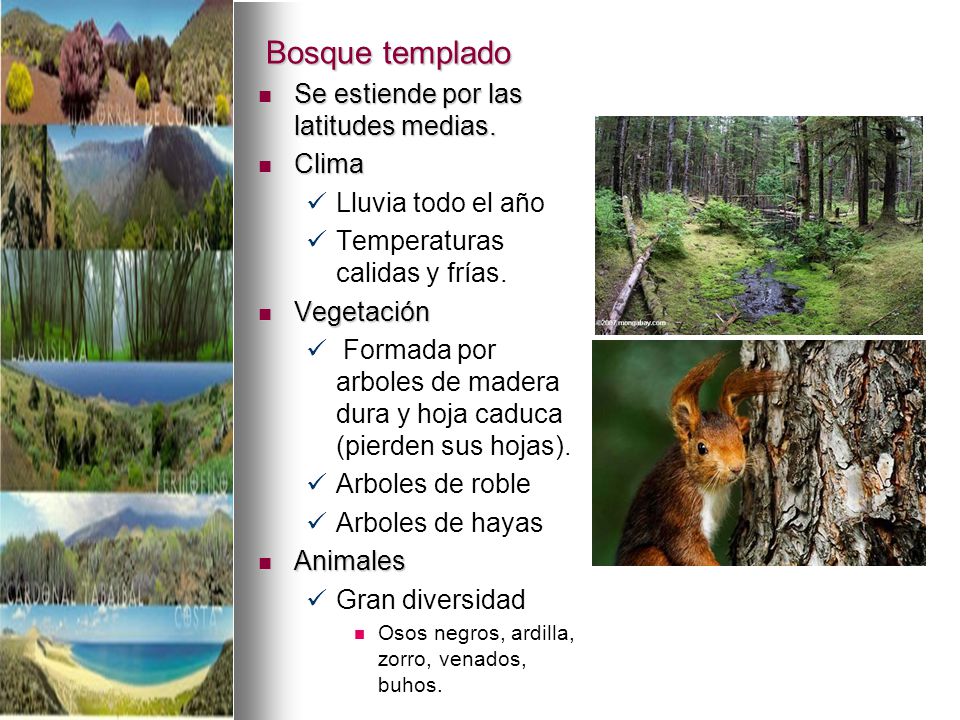 Bosque templado Se estiende por las latitudes medias. Clima