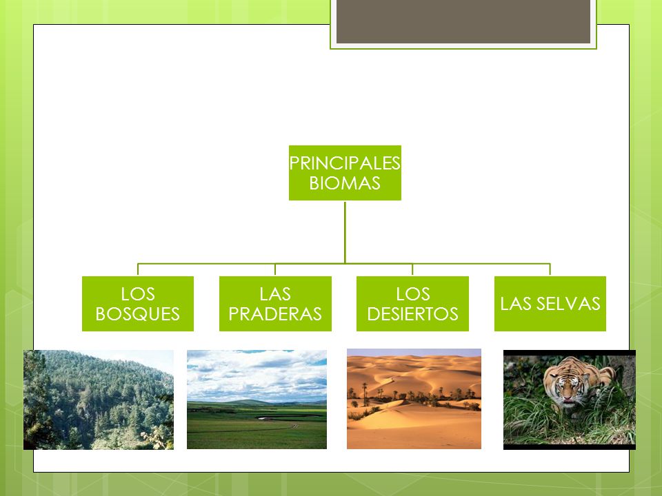 PRINCIPALES BIOMAS LOS BOSQUES LAS PRADERAS LOS DESIERTOS LAS SELVAS