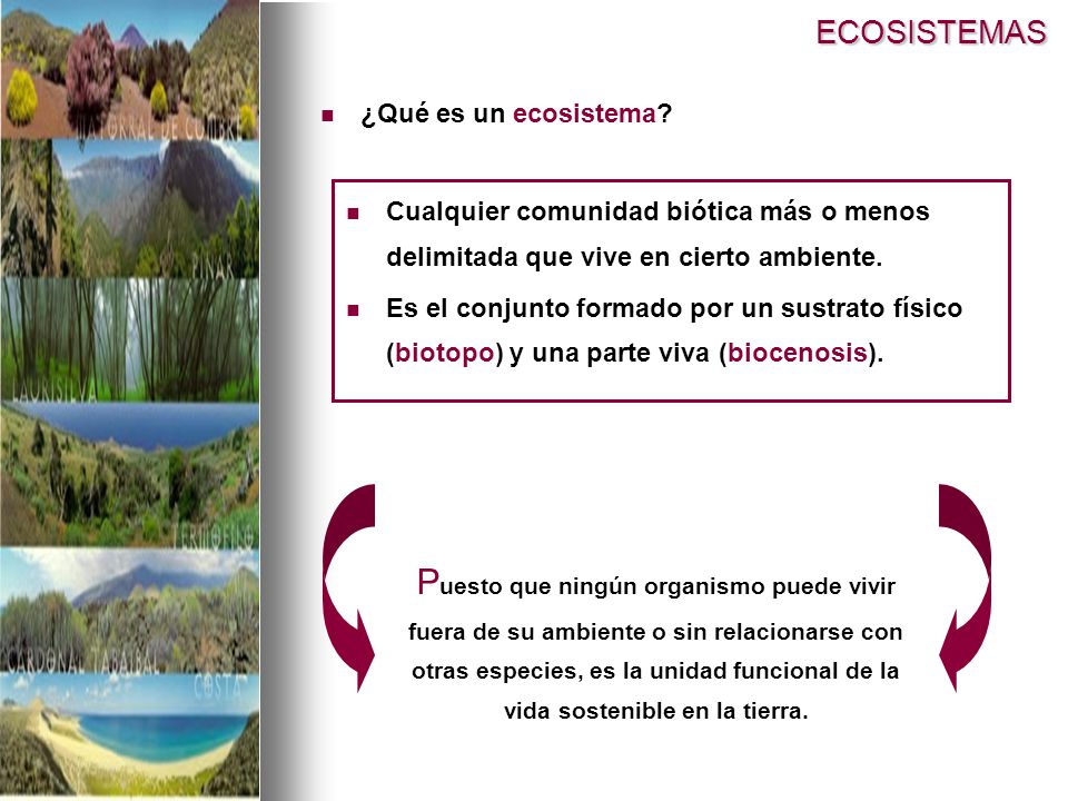 ECOSISTEMAS ¿Qué es un ecosistema Cualquier comunidad biótica más o menos delimitada que vive en cierto ambiente.
