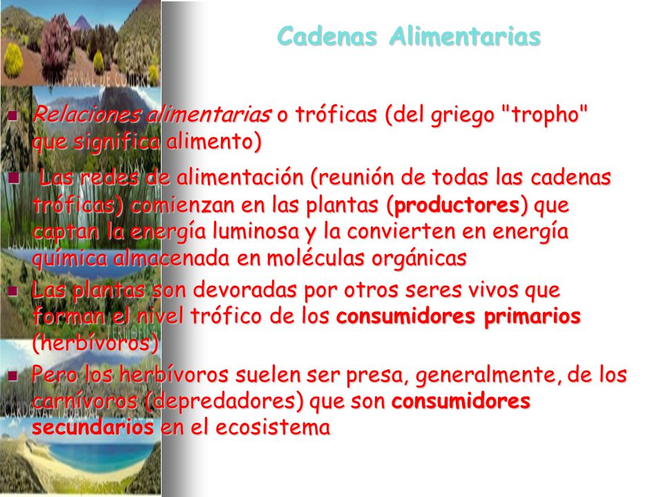 Cadenas Alimentarias Relaciones alimentarias o tróficas (del griego tropho que significa alimento)