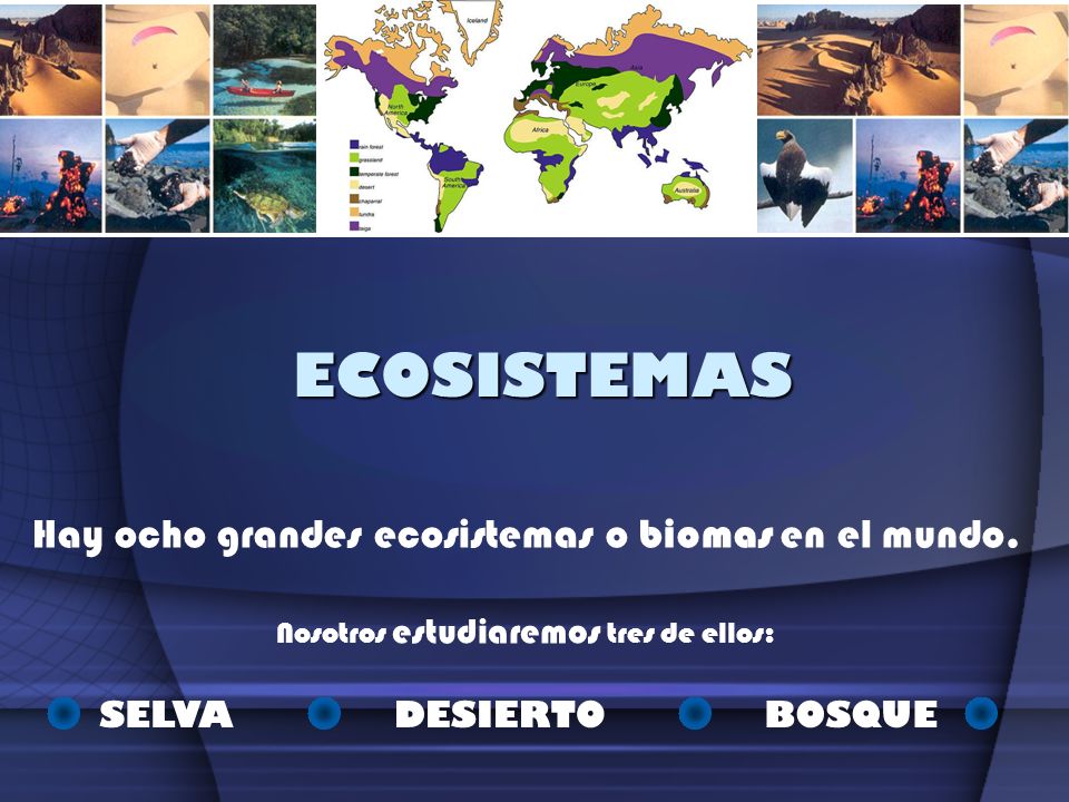 ECOSISTEMAS Hay ocho grandes ecosistemas o biomas en el mundo. SELVA