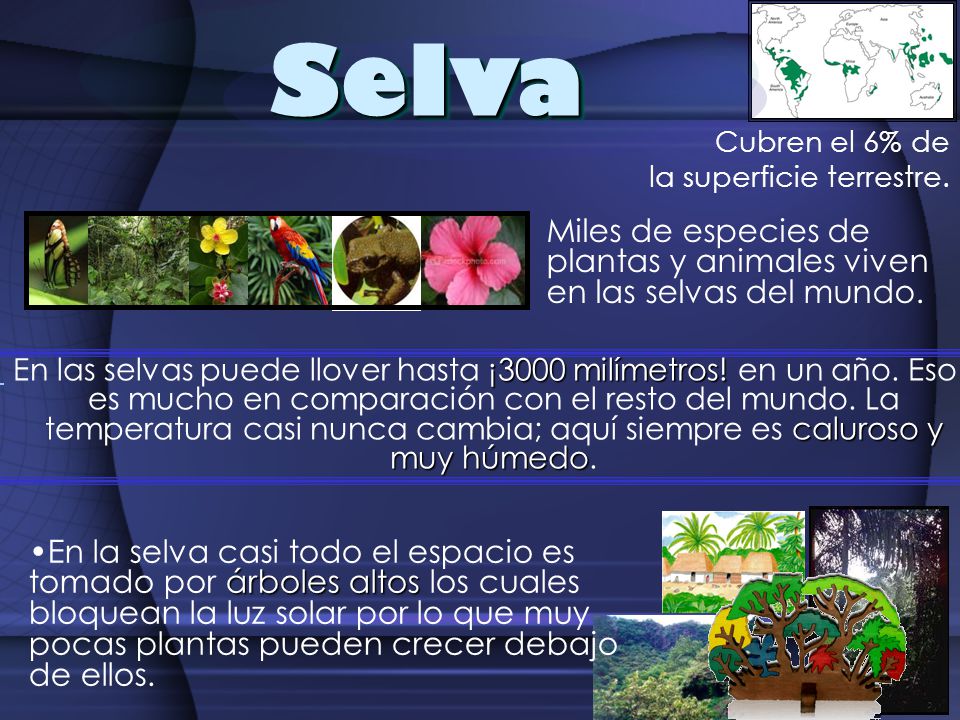 Selva Cubren el 6% de. la superficie terrestre. Miles de especies de plantas y animales viven en las selvas del mundo.