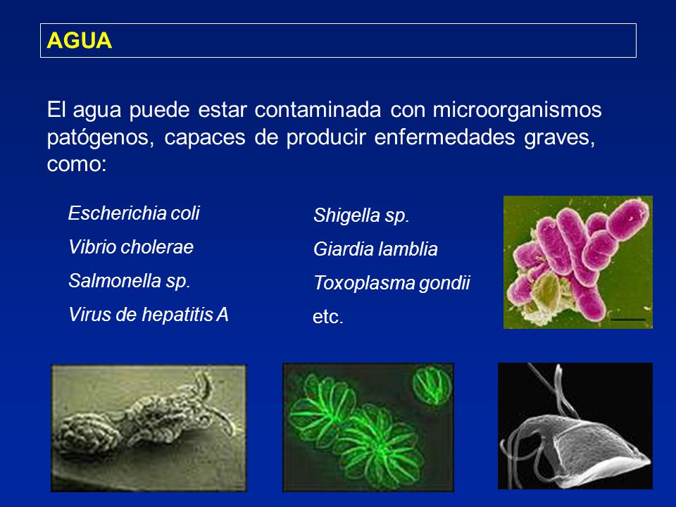 AGUA El agua puede estar contaminada con microorganismos patógenos, capaces de producir enfermedades graves, como: