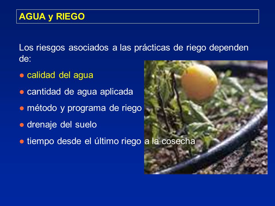 AGUA y RIEGO Los riesgos asociados a las prácticas de riego dependen de: ● calidad del agua. ● cantidad de agua aplicada.