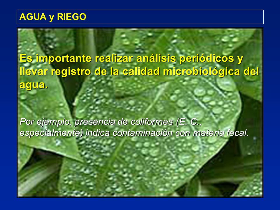 AGUA y RIEGO Es importante realizar análisis periódicos y llevar registro de la calidad microbiológica del agua.