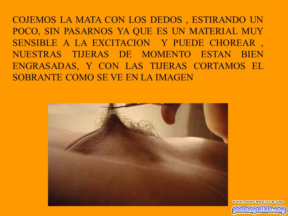 COJEMOS LA MATA CON LOS DEDOS , ESTIRANDO UN POCO, SIN PASARNOS YA QUE ES UN MATERIAL MUY SENSIBLE A LA EXCITACION Y PUEDE CHOREAR , NUESTRAS TIJERAS DE MOMENTO ESTAN BIEN ENGRASADAS, Y CON LAS TIJERAS CORTAMOS EL SOBRANTE COMO SE VE EN LA IMAGEN
