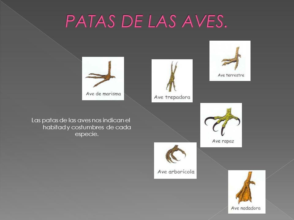 PATAS DE LAS AVES. Las patas de las aves nos indican el habitad y costumbres de cada especie.