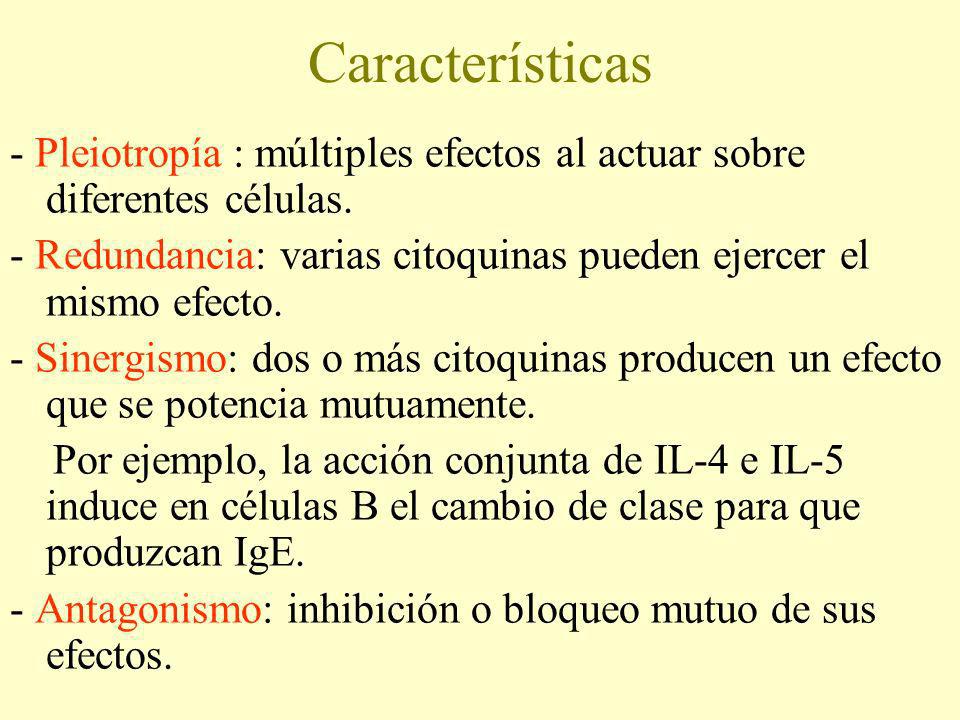 Características - Pleiotropía : múltiples efectos al actuar sobre diferentes células.