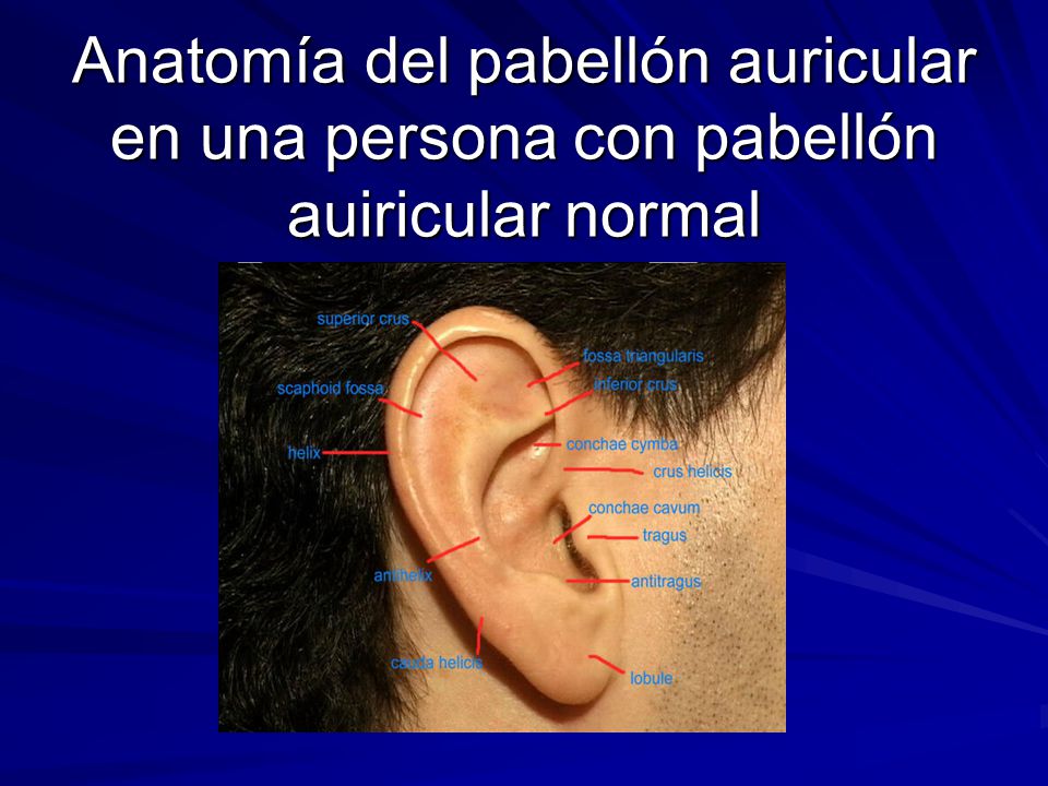 Anatomía del pabellón auricular en una persona con pabellón auiricular normal