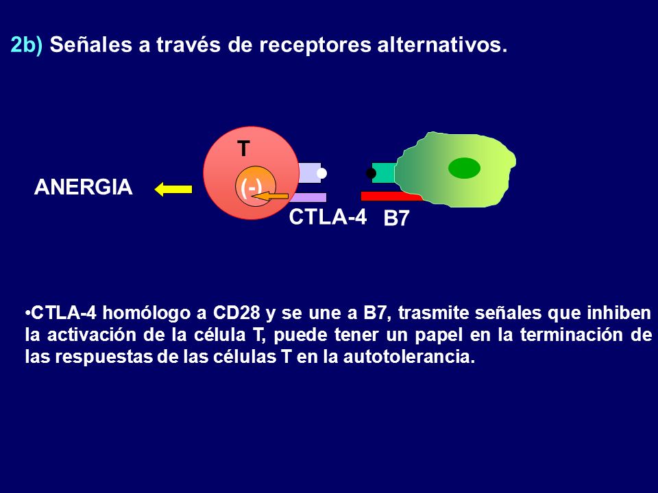 2b) Señales a través de receptores alternativos.
