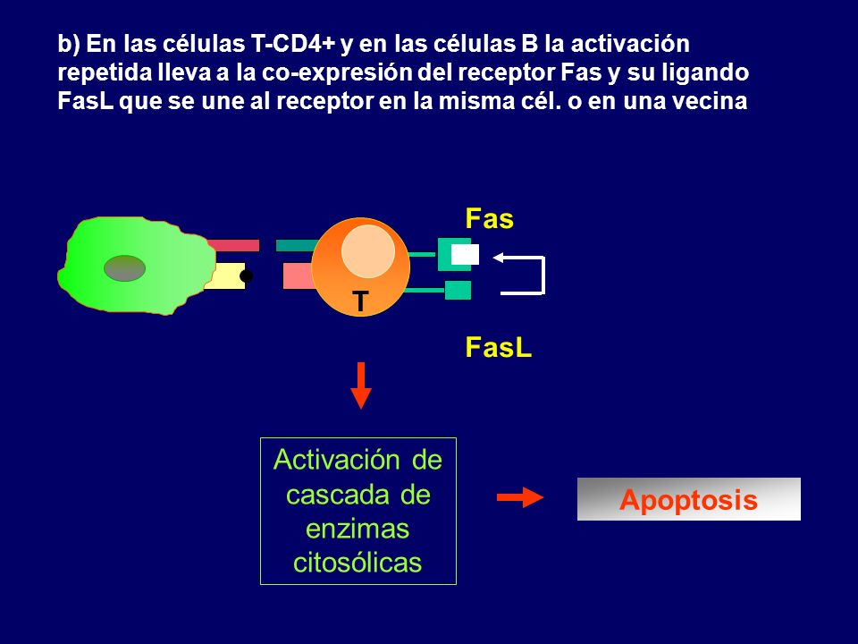 Activación de cascada de enzimas citosólicas