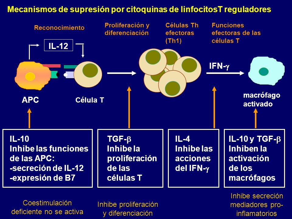 Mecanismos de supresión por citoquinas de linfocitosT reguladores