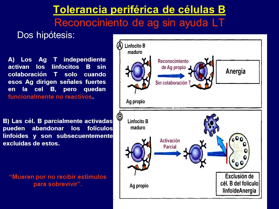 Tolerancia periférica de células B Reconociniento de ag sin ayuda LT