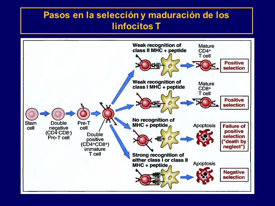 Pasos en la selección y maduración de los linfocitos T