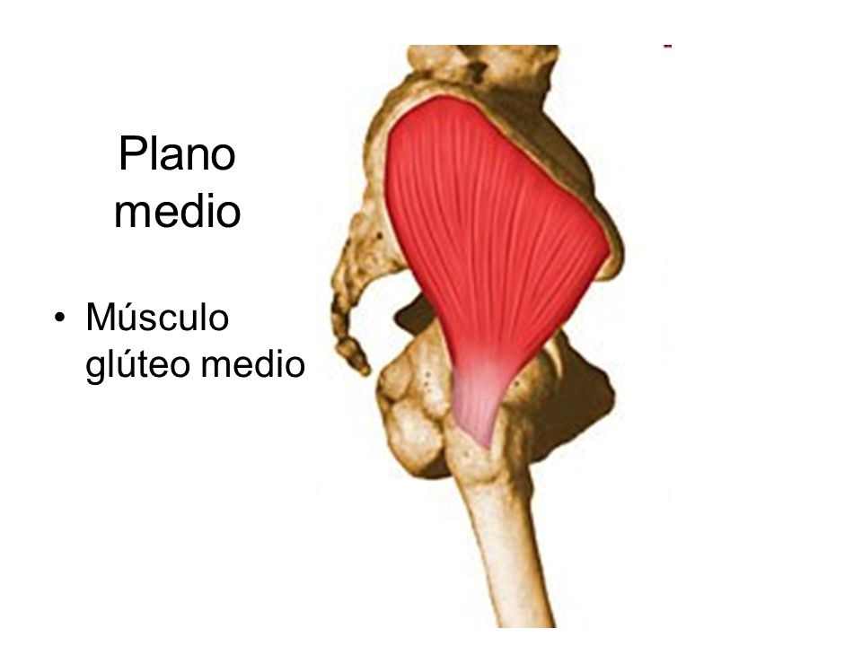 Plano medio Músculo glúteo medio