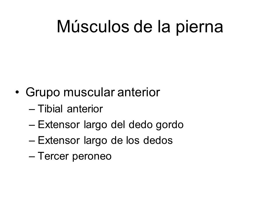 Músculos de la pierna Grupo muscular anterior Tibial anterior