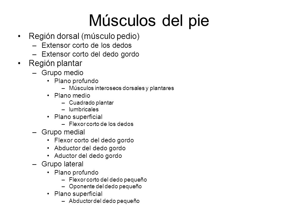 Músculos del pie Región dorsal (músculo pedio) Región plantar
