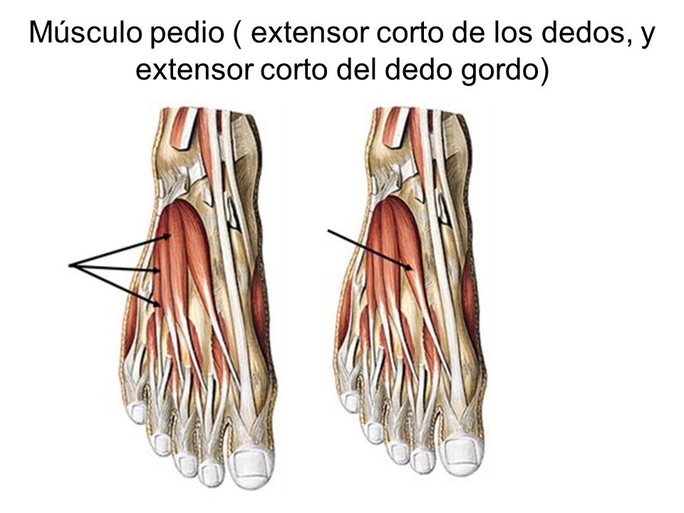 Músculo pedio ( extensor corto de los dedos, y extensor corto del dedo gordo)