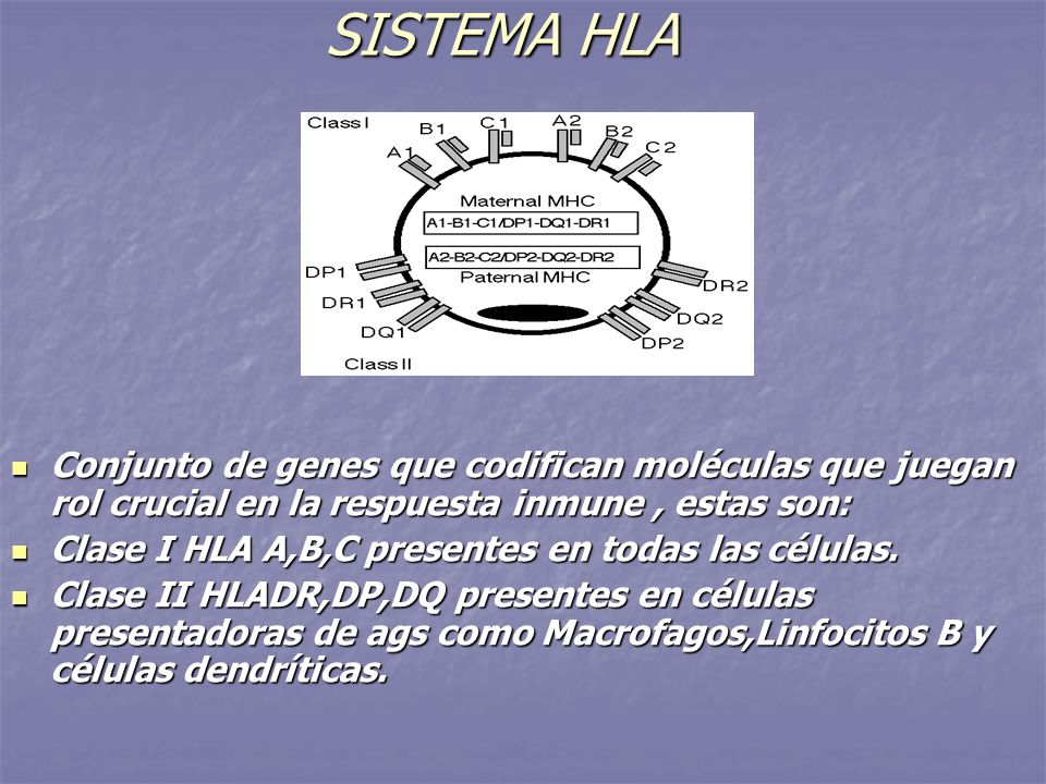 SISTEMA HLA Conjunto de genes que codifican moléculas que juegan rol crucial en la respuesta inmune , estas son: