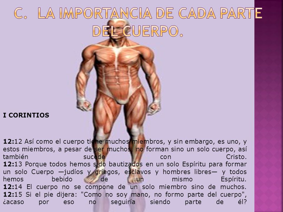 c. La Importancia de cada parte del Cuerpo.