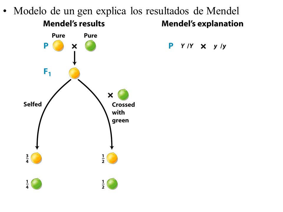 Modelo de un gen explica los resultados de Mendel
