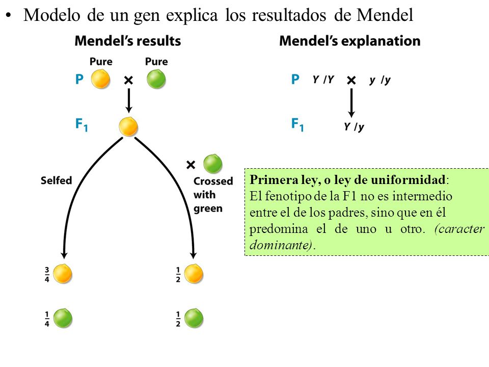 Figure 2-12 part 6 Modelo de un gen explica los resultados de Mendel