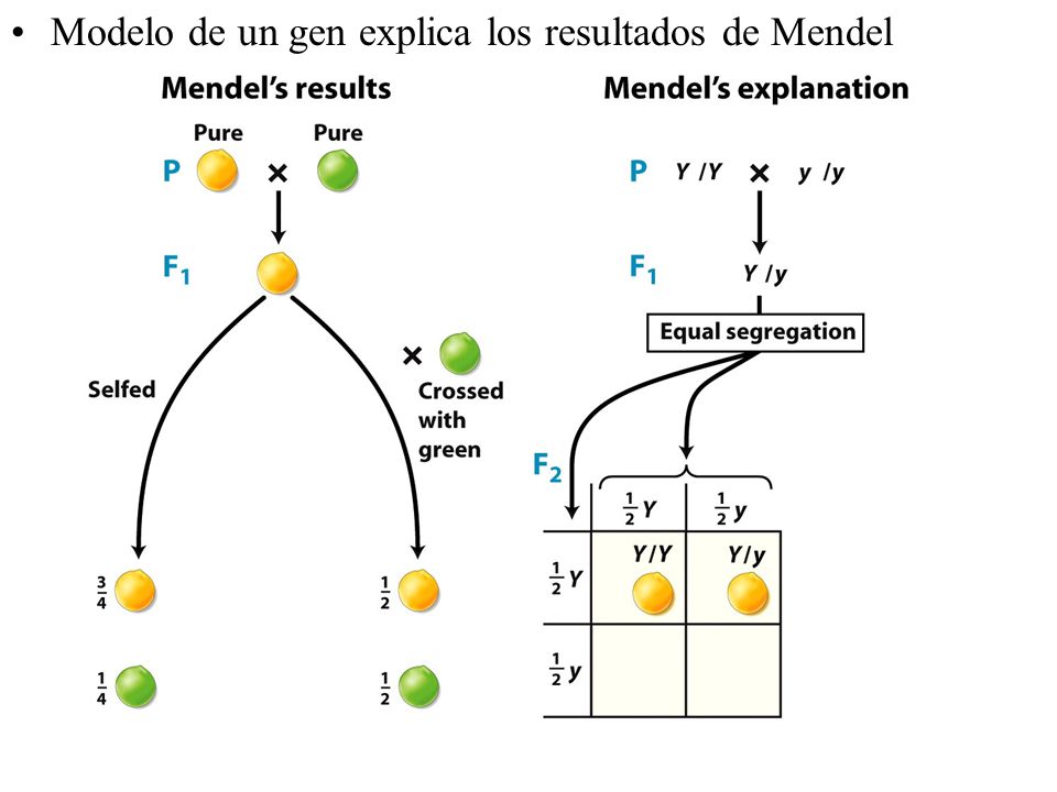 Modelo de un gen explica los resultados de Mendel