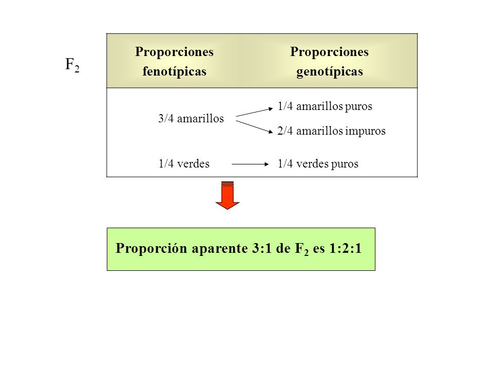 F2 Proporción aparente 3:1 de F2 es 1:2:1 Proporciones fenotípicas