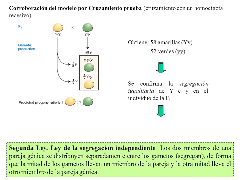 Corroboración del modelo por Cruzamiento prueba (cruzamiento con un homocigota recesivo)