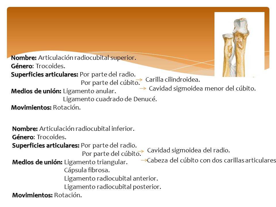 Nombre: Articulación radiocubital superior.