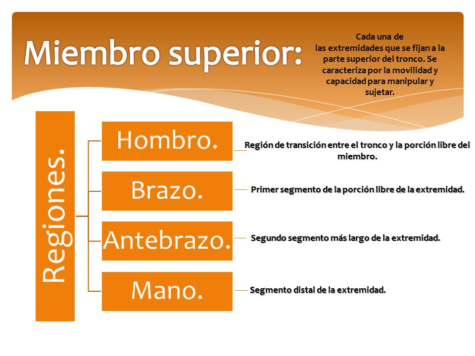 Región de transición entre el tronco y la porción libre del miembro.