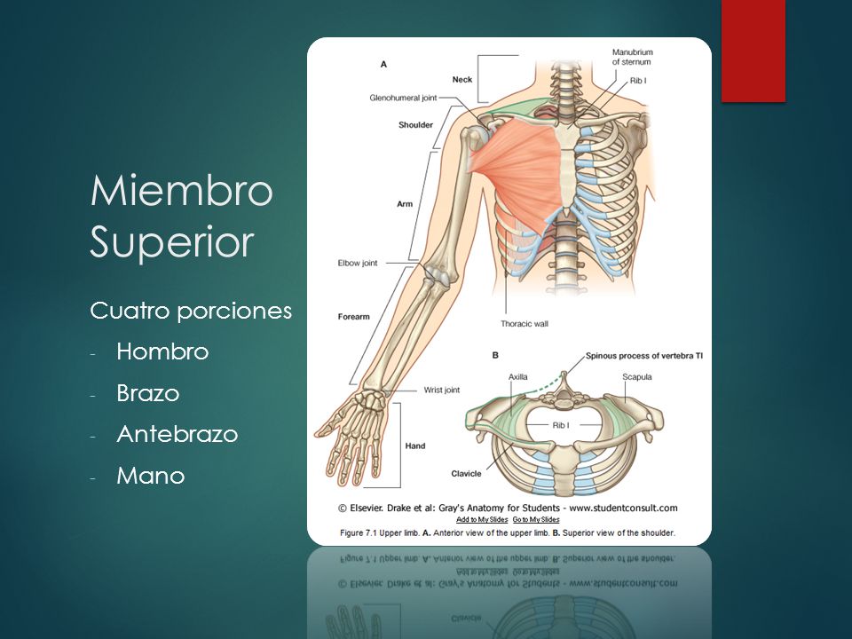 Miembro Superior Cuatro porciones Hombro Brazo Antebrazo Mano