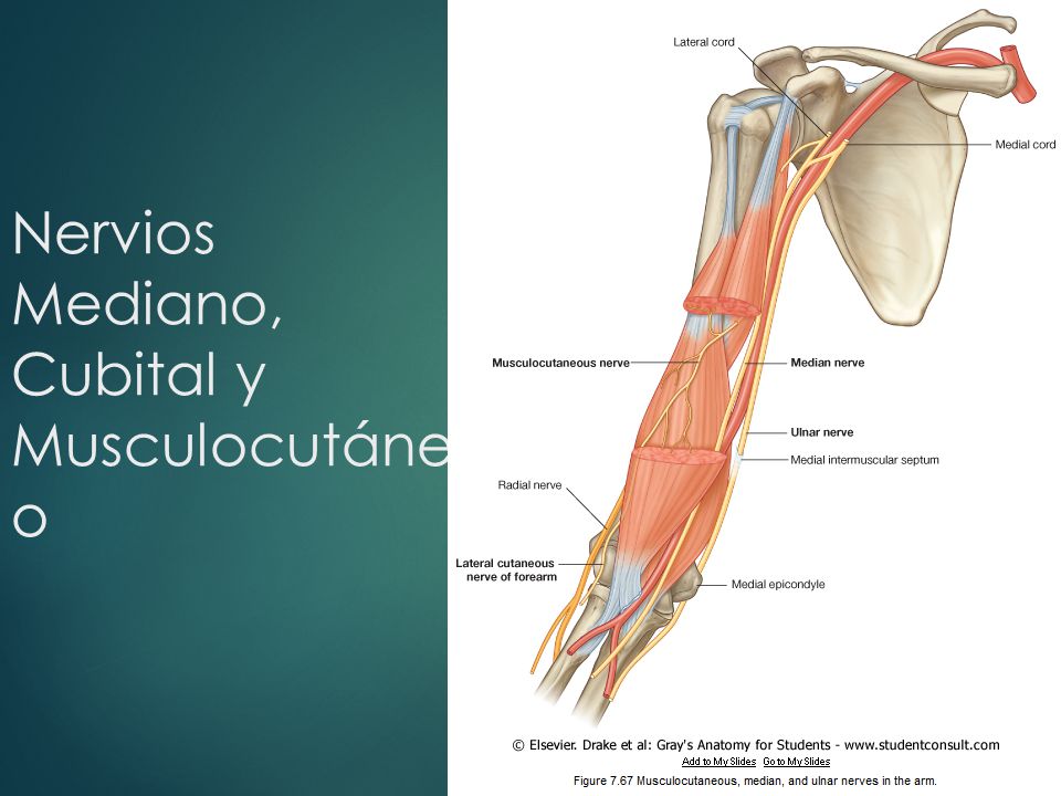 Nervios Mediano, Cubital y Musculocutáneo