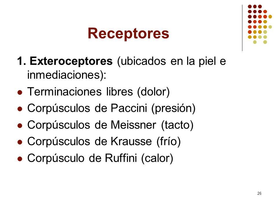 Receptores 1. Exteroceptores (ubicados en la piel e inmediaciones):