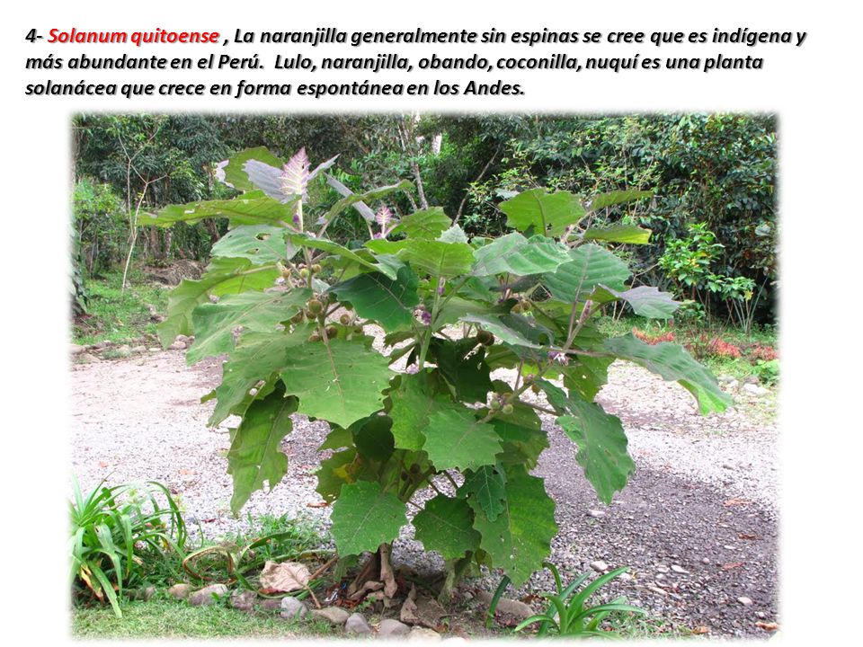 4- Solanum quitoense , La naranjilla generalmente sin espinas se cree que es indígena y más abundante en el Perú.