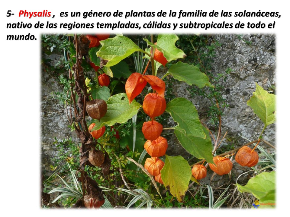 5- Physalis , es un género de plantas de la familia de las solanáceas, nativo de las regiones templadas, cálidas y subtropicales de todo el mundo.