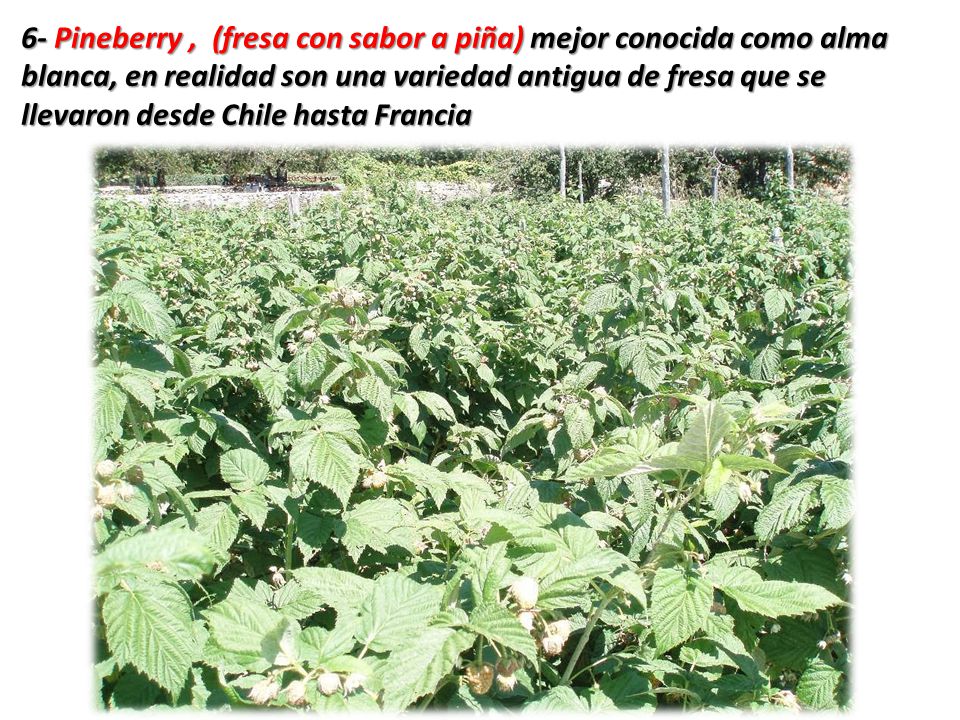 6- Pineberry , (fresa con sabor a piña) mejor conocida como alma blanca, en realidad son una variedad antigua de fresa que se llevaron desde Chile hasta Francia