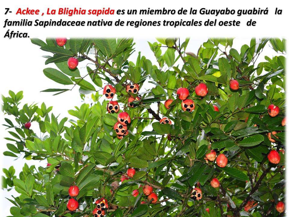 7- Ackee , La Blighia sapida es un miembro de la Guayabo guabirá la familia Sapindaceae nativa de regiones tropicales del oeste de África.
