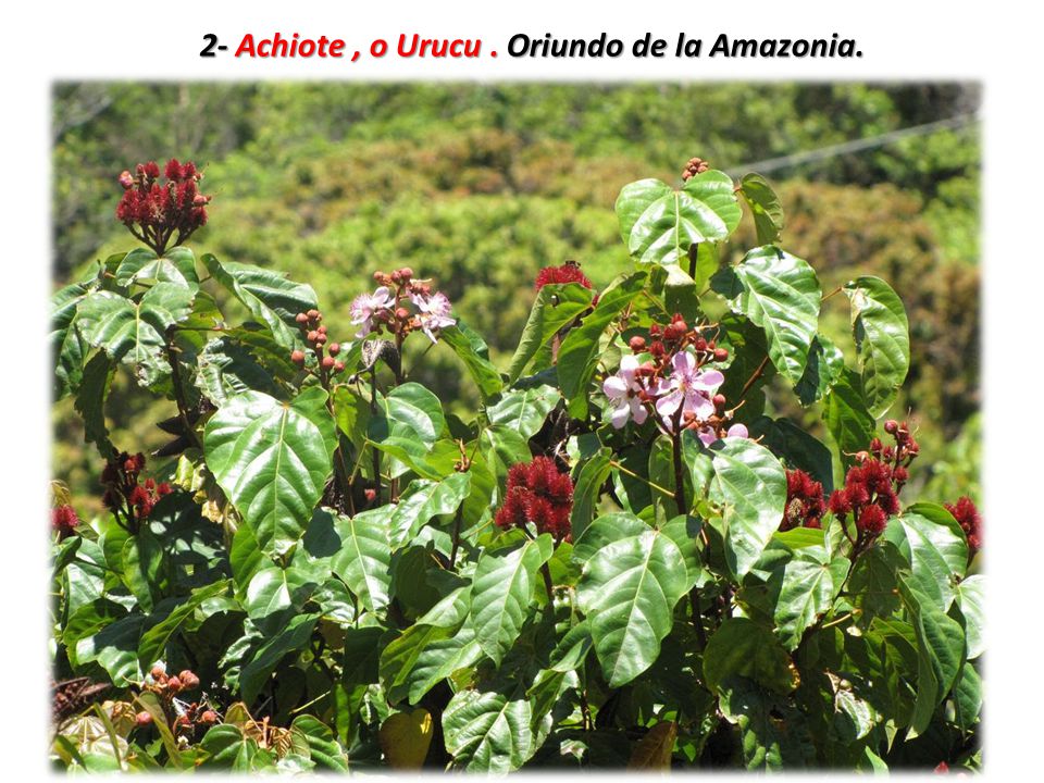 2- Achiote , o Urucu . Oriundo de la Amazonia.