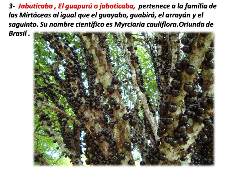 3- Jabuticaba , El guapurú o jaboticaba, pertenece a la familia de las Mirtáceas al igual que el guayabo, guabirá, el arrayán y el saguinto.