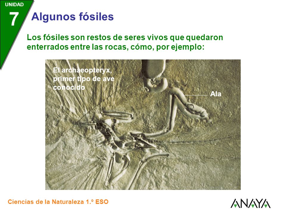 Los fósiles son restos de seres vivos que quedaron enterrados entre las rocas, cómo, por ejemplo: