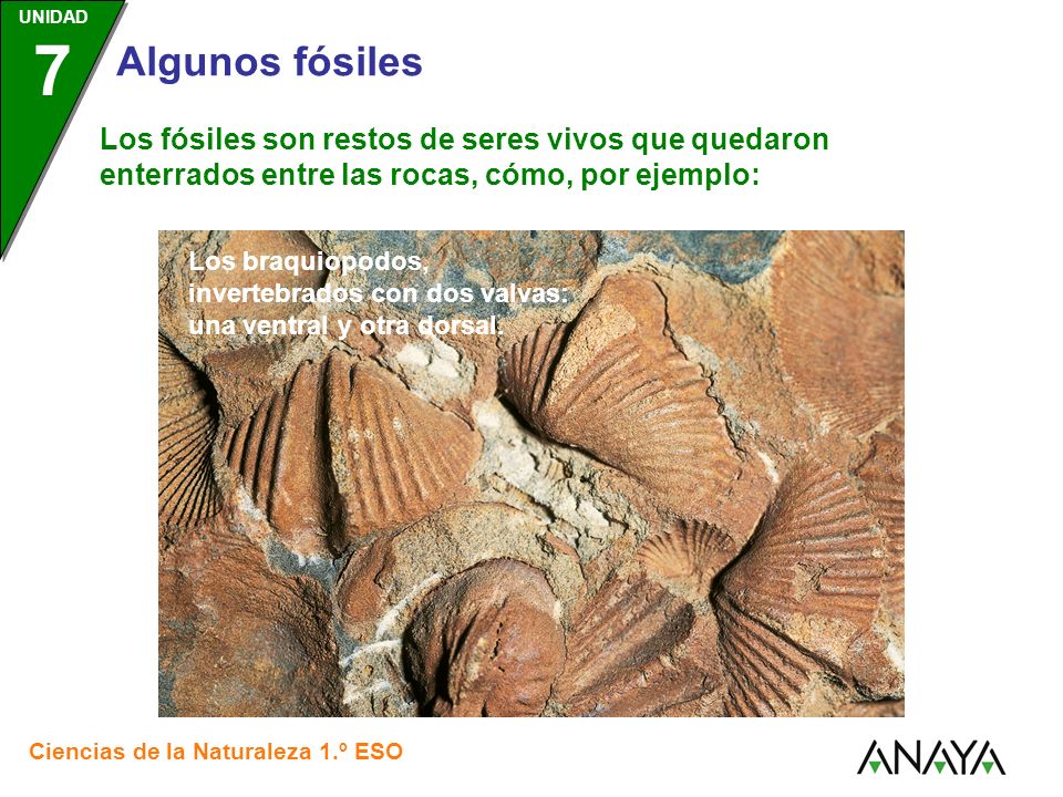 Los fósiles son restos de seres vivos que quedaron enterrados entre las rocas, cómo, por ejemplo: