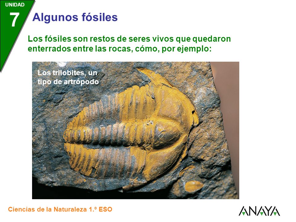 Los fósiles son restos de seres vivos que quedaron enterrados entre las rocas, cómo, por ejemplo: